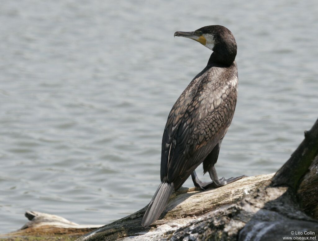 Great Cormorant