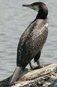 Great Cormorant