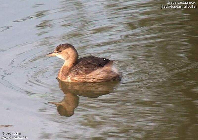 Little Grebe