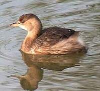 Little Grebe