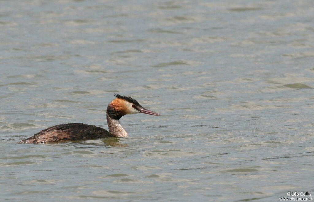 Great Crested Grebe