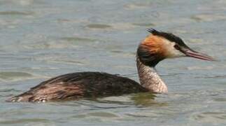 Great Crested Grebe