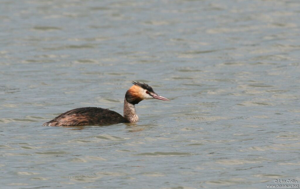 Great Crested Grebeadult