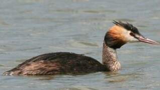 Great Crested Grebe