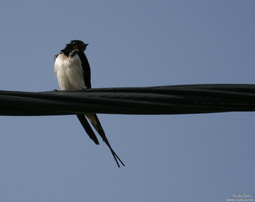 Barn Swallow