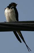 Barn Swallow