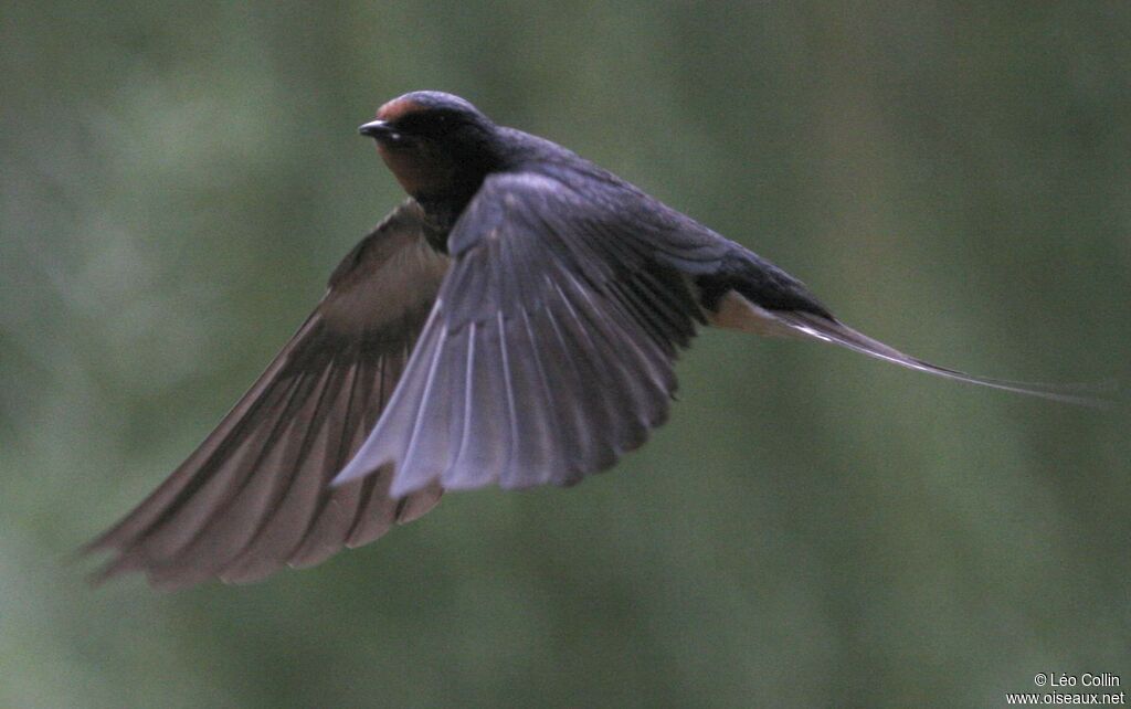 Barn Swallow, Flight