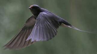 Barn Swallow