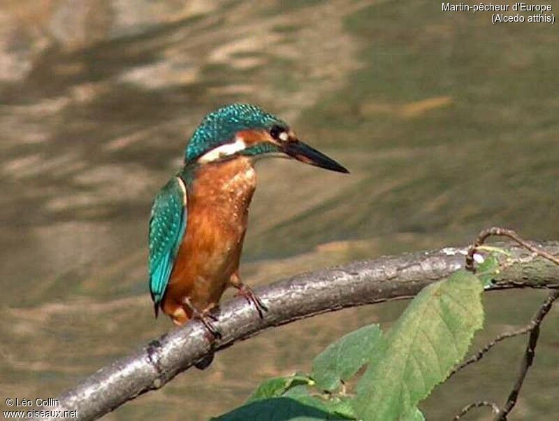 Common Kingfisher