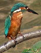 Common Kingfisher