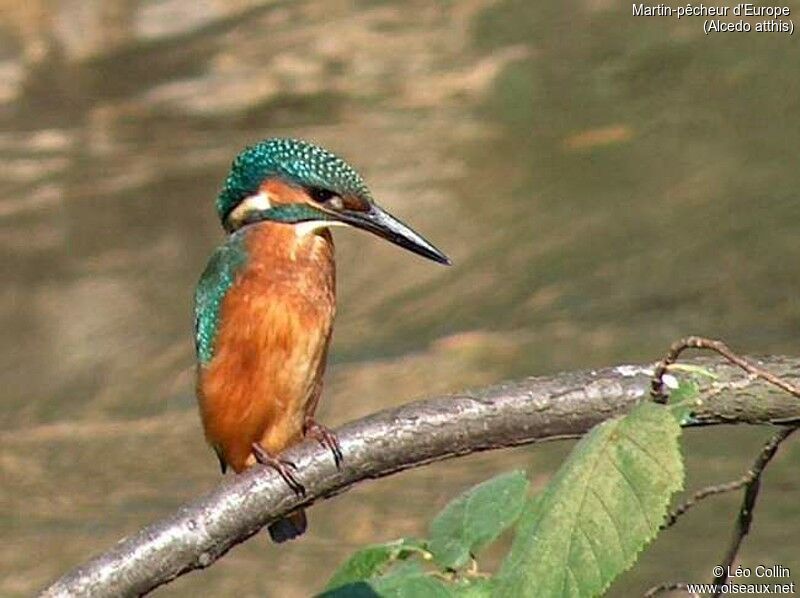 Martin-pêcheur d'Europe, identification