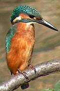 Common Kingfisher