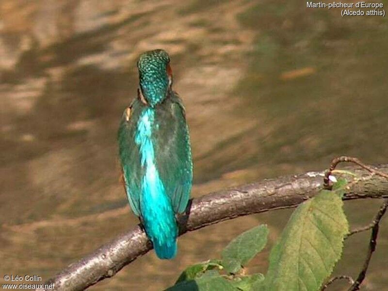 Common Kingfisher