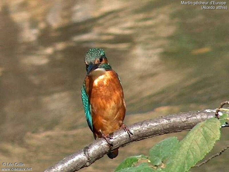 Common Kingfisher