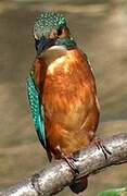 Common Kingfisher