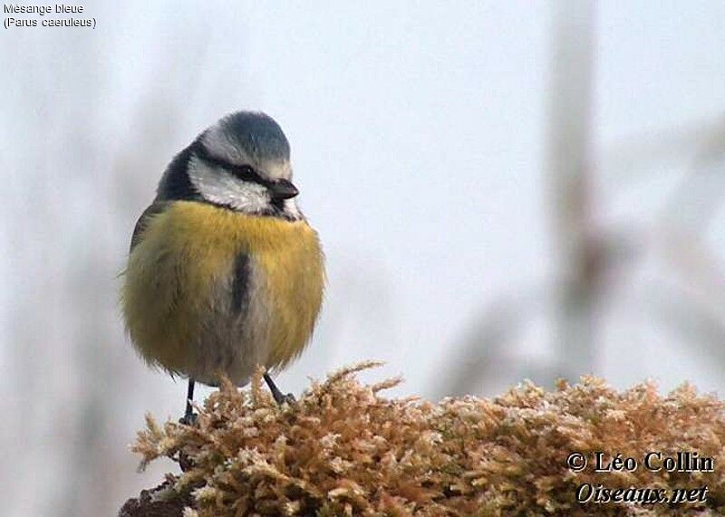 Eurasian Blue Tit, identification