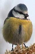 Eurasian Blue Tit