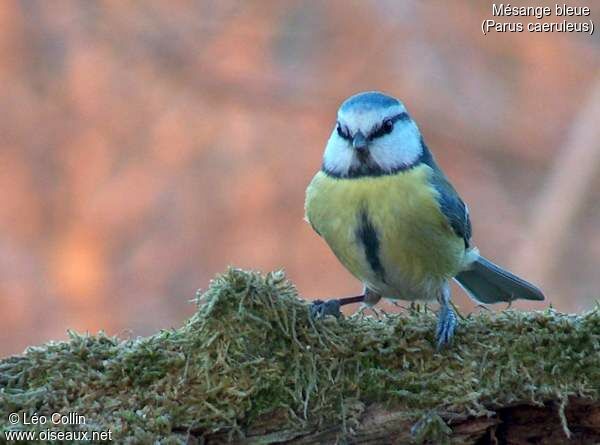 Eurasian Blue Tit