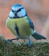 Eurasian Blue Tit