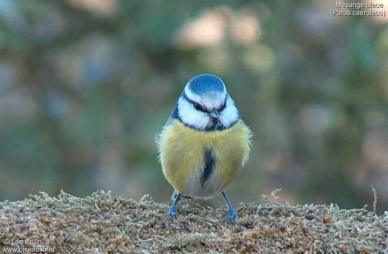 Eurasian Blue Tit