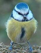 Eurasian Blue Tit