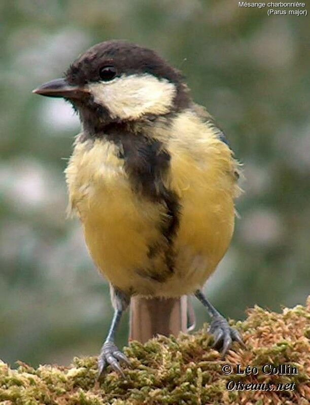 Great Tit