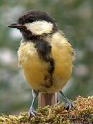 Great Tit