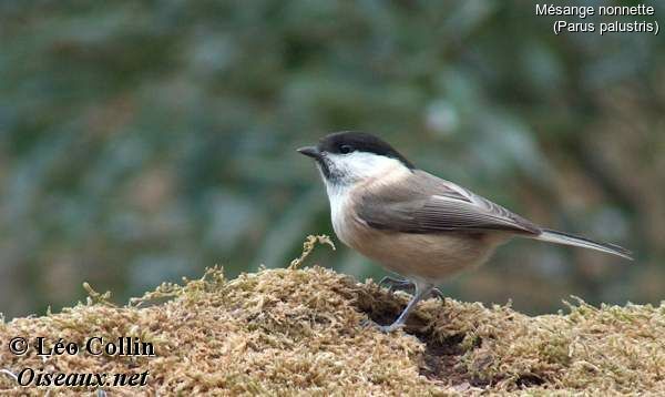 Marsh Tit