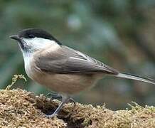 Marsh Tit