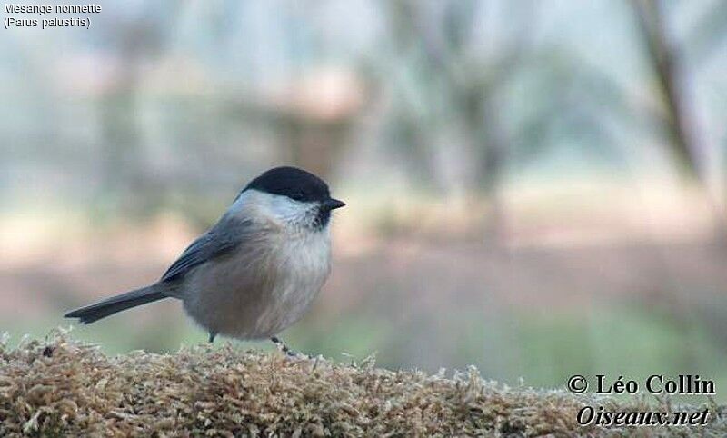 Mésange nonnette