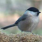 Marsh Tit