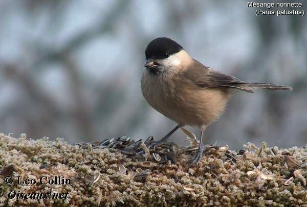 Marsh Tit