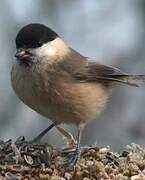 Marsh Tit