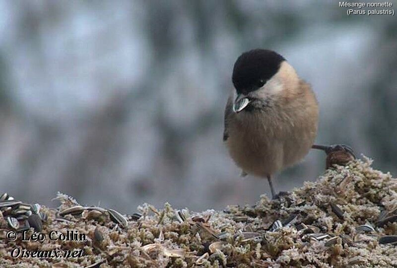 Mésange nonnette