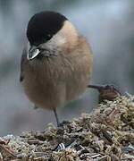 Marsh Tit