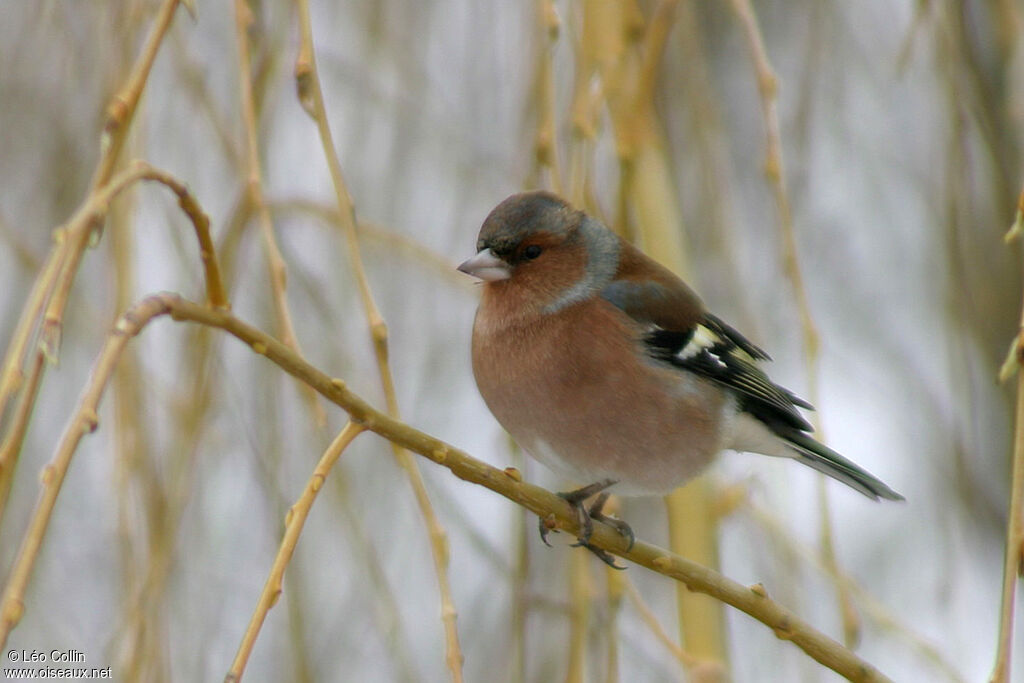 Eurasian Chaffinch