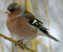 Common Chaffinch