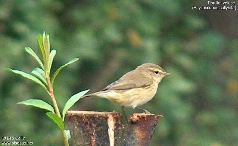 Common Chiffchaff