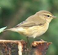 Common Chiffchaff