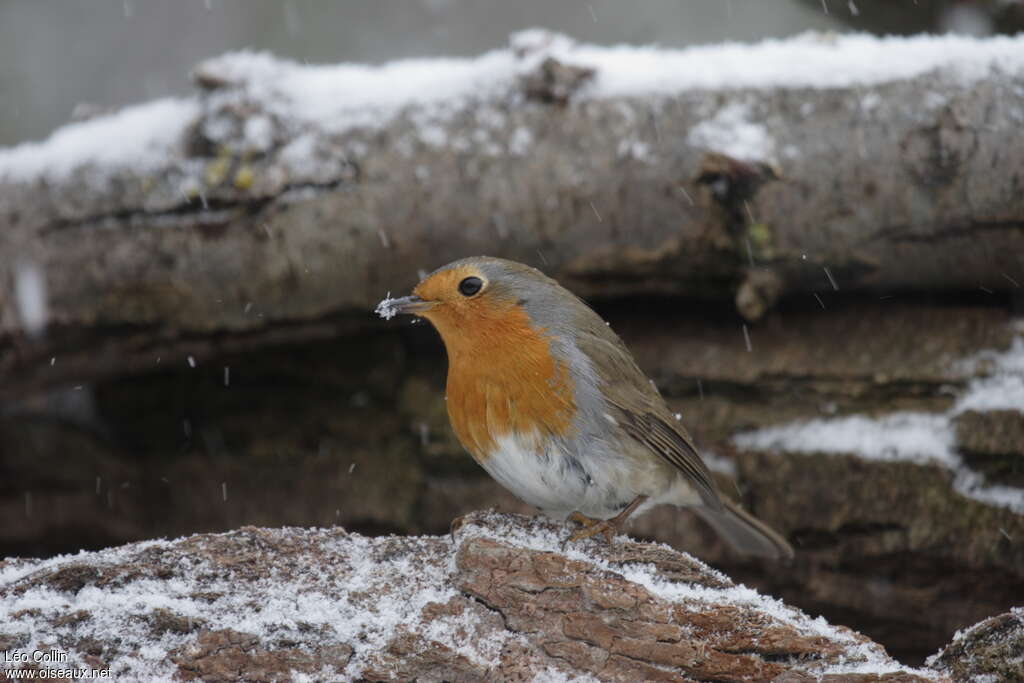 European Robinadult