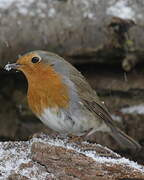 European Robin