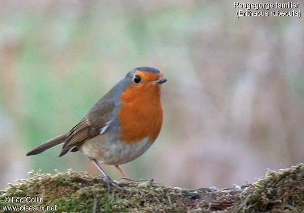 European Robin