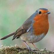 European Robin