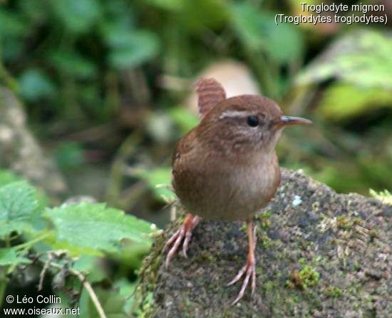 Troglodyte mignon