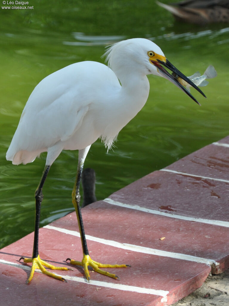 Aigrette neigeuseadulte, identification, régime