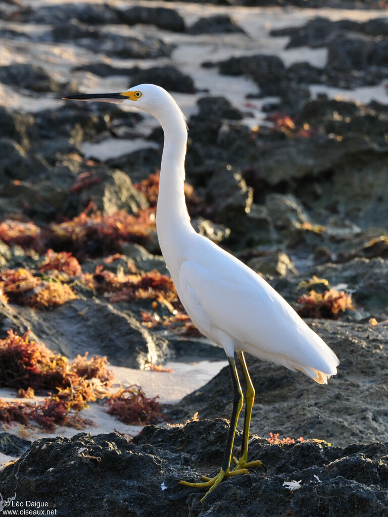 Aigrette neigeuseadulte, identification