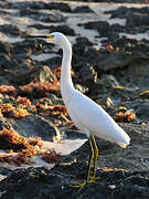 Aigrette neigeuse