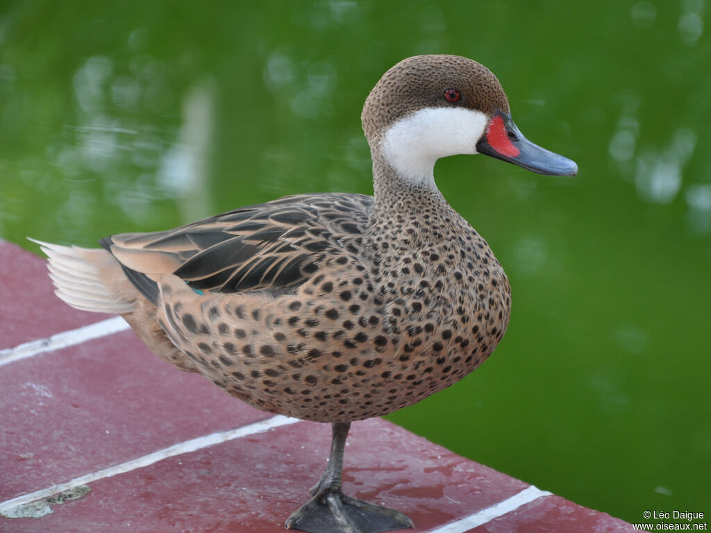 White-cheeked Pintailadult, identification, aspect