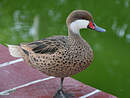 Canard des Bahamas