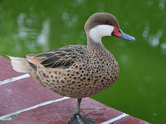 White-cheeked Pintail